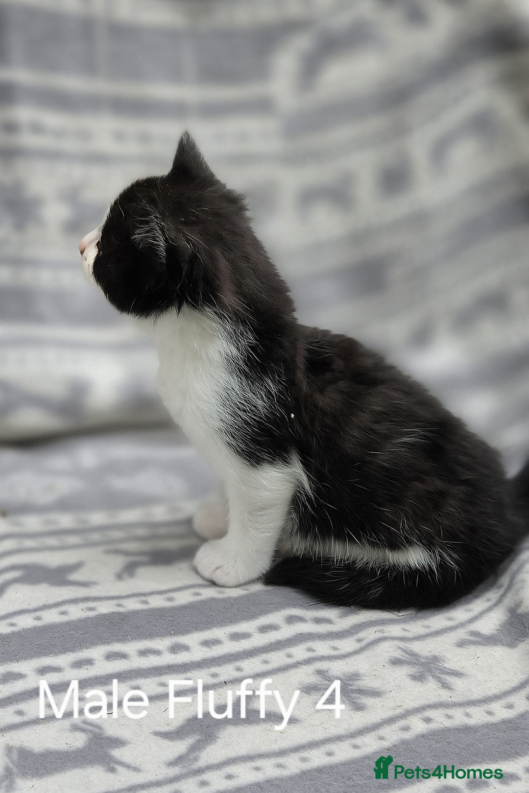 Mixed Breed cats for sale: Black and white kittens for sale - Image 2