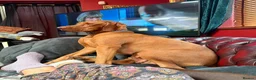 Hungarian Vizsla dogs for sale: 2 year old stunning athletic beautiful girl - Advert 10