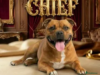 Staffordshire Bull Terrier dogs 🥨CHIEF CHAMPION SIRED.🥨🏆 - Advert 1