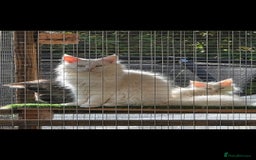 Maine Coon cats for sale: Pedigree XL Mainecoon kittens - Image 14