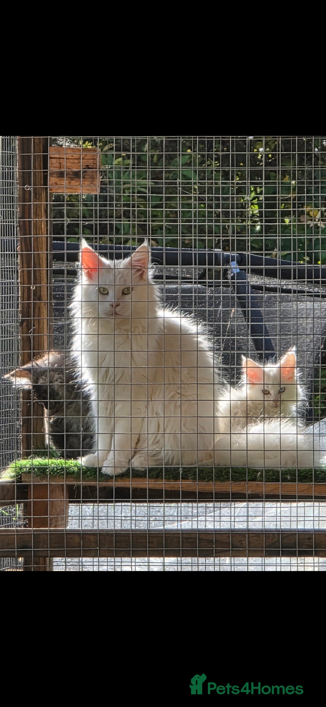 Maine Coon cats for sale: Pedigree XL Mainecoon kittens - Image 14