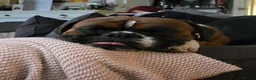 Boxer dogs for stud: First time stud, Bruce in Coulsdon - Advert 23