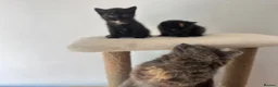 Mixed Breed cats for sale: Kittens  in Hull - Advert 4