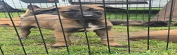 Belgian Shepherd Dog dogs for sale: DARK KC REG BELGIAN MALINOIS PUPPIES - Advert 20