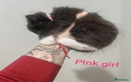 Mixed Breed cats for sale: Beautyfull fluffy kittens ragcoon - tuxedo cross  - Image 13