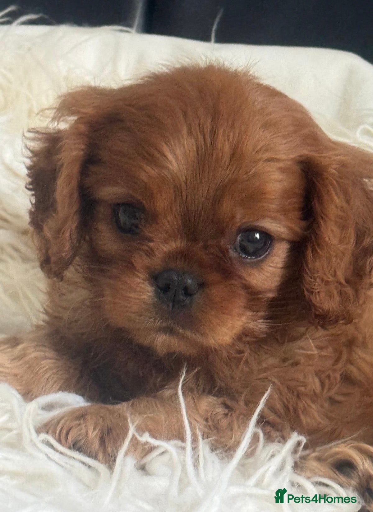 Cavalier King Charles Spaniel dogs Ready now Cavalier King Charles spaniel  - Advert 8