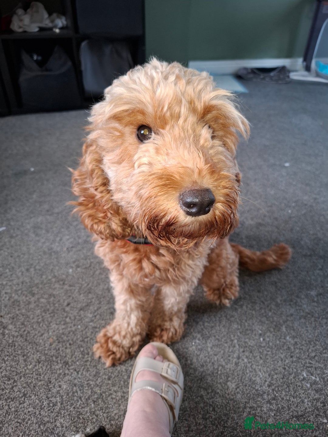 Cockapoo dogs for sale: 2 girls  - Image 4