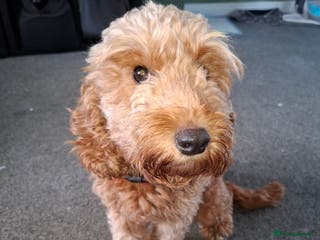 Cockapoo dogs 2boys 2 girls - Advert 14