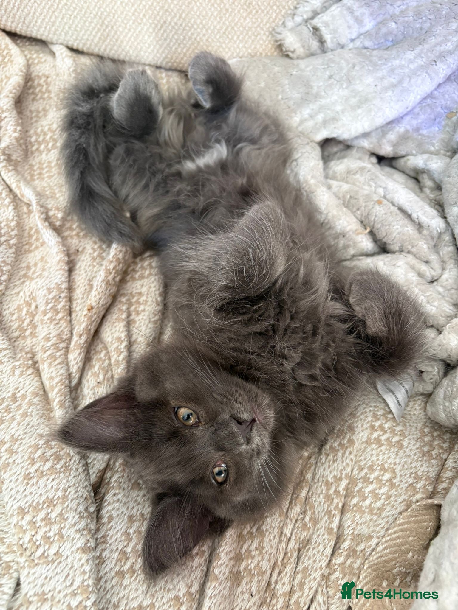 Ragcoon cats Female Ragcoon r2go - Advert 4