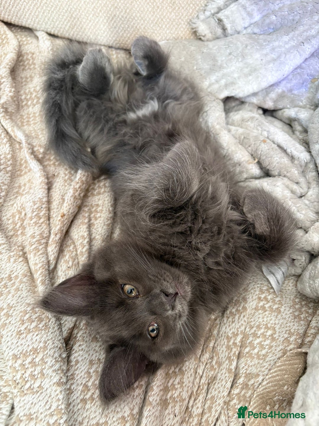 Ragcoon cats for sale: Female Ragcoon r2go - Advert 1