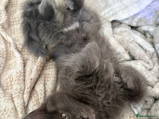 Ragcoon cats Female Ragcoon r2go - Advert 1