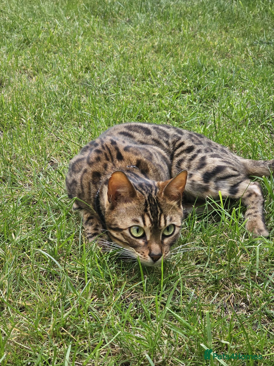 Bengal cats for sale: Bengal Queen - Image 5