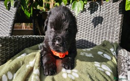 Newfoundland dogs for sale: Outstanding Newfoundland babies  - Image 9