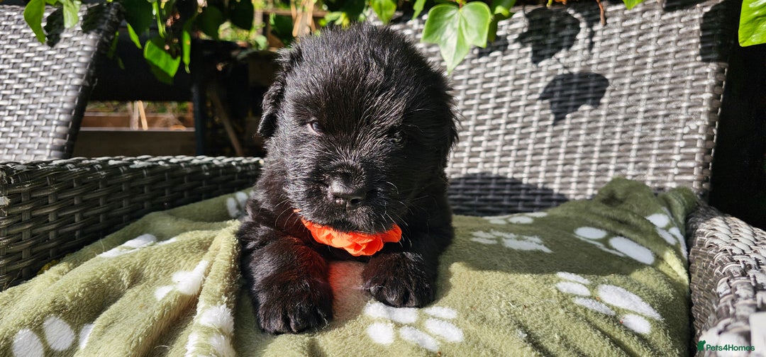 Newfoundland dogs for sale: Outstanding Newfoundland babies  - Image 9