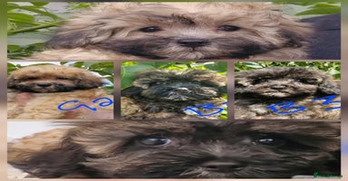 Maltipoo dogs - Advert 8