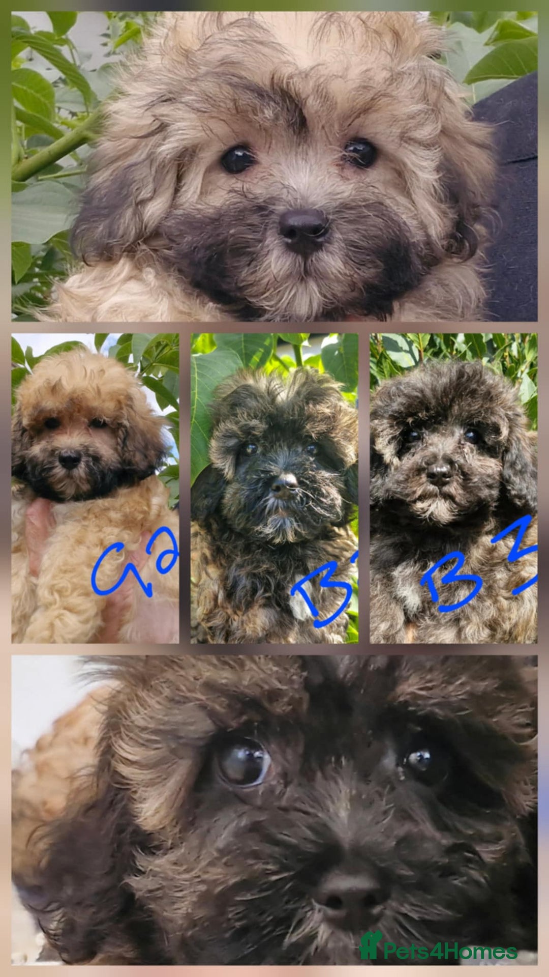 Maltipoo dogs for sale: Beautiful MALTIPOO Puppies - Reduced! - Image 11