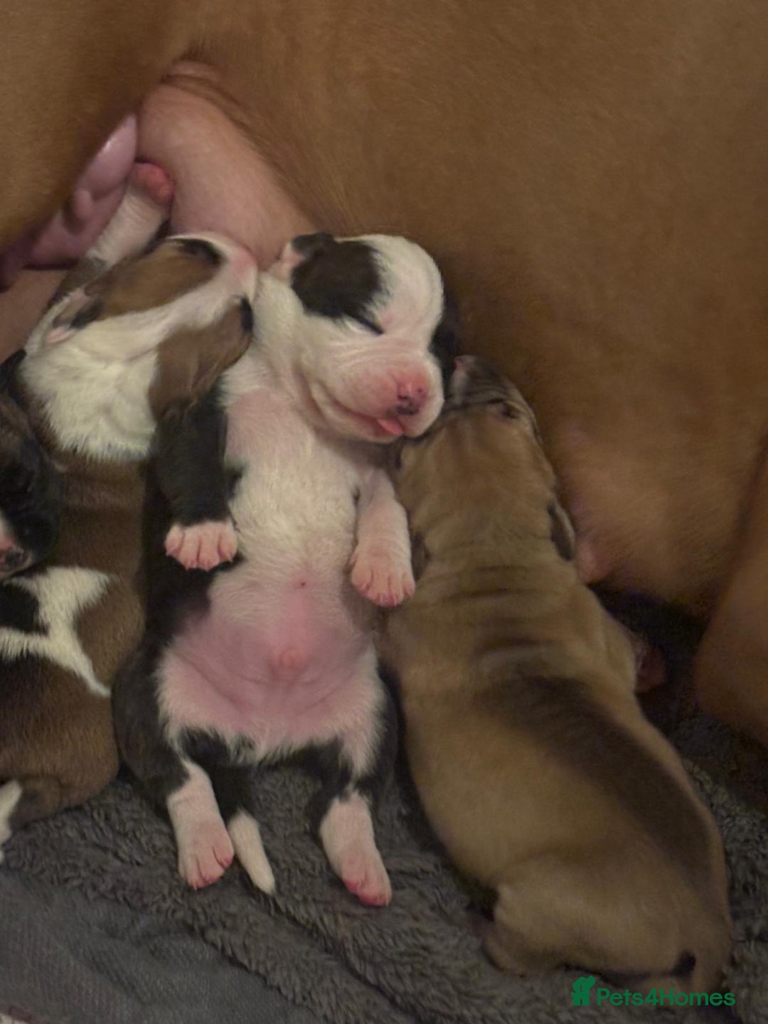 American Bulldog dogs for sale: American bulldog pups for sale - Advert 13