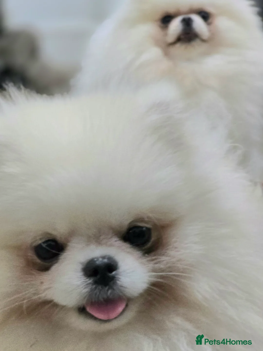 Pomeranian dogs for stud: 🌟 PREMIUM STUD SERVICE: "KIMCHI" 🌟 - Advert 12