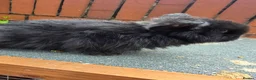 Mini Lop rabbits for sale: Mini loop - Advert 16