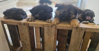 German Shepherd dogs - Advert 2