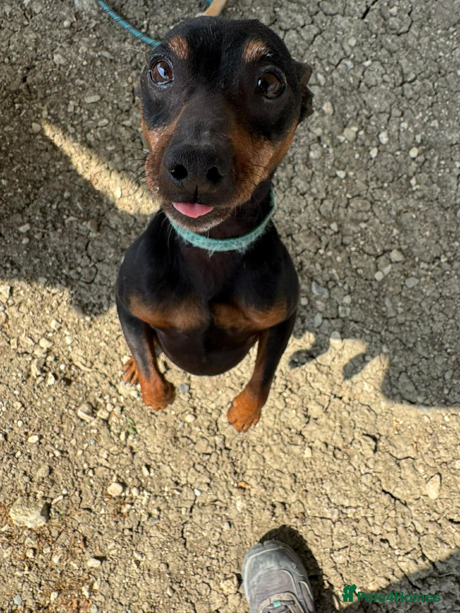 Mixed Breed dogs Benetton, a cuddlebug looking for his home  - Advert 1