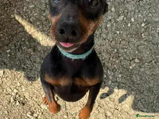 Mixed Breed dogs Benetton, a cuddlebug looking for his home - Advert 1