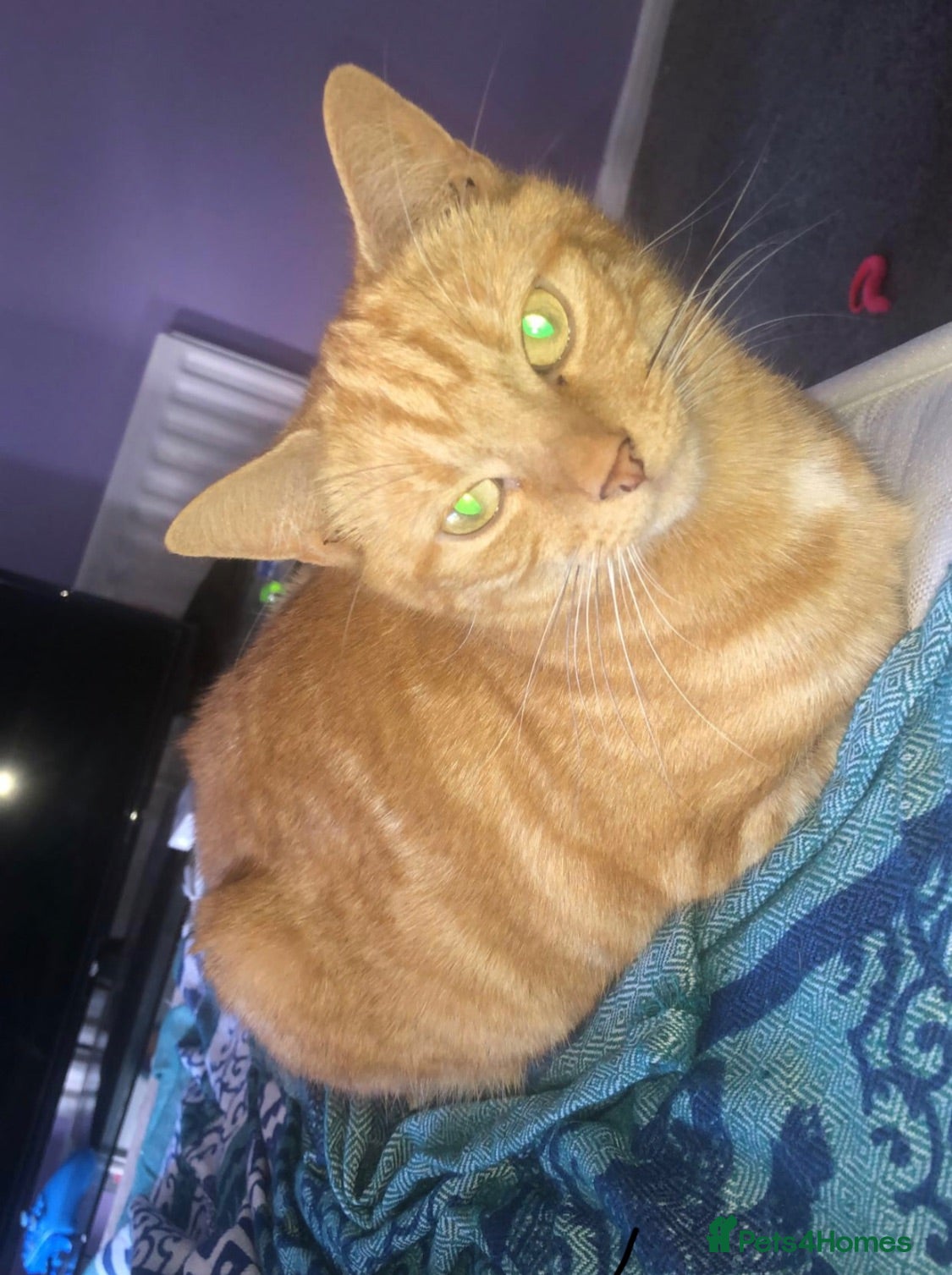 Mixed Breed cats Ginger kittens  - Advert 1