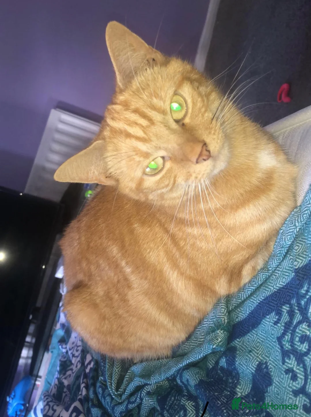 Mixed Breed cats for sale: Ginger kittens  - Advert 2