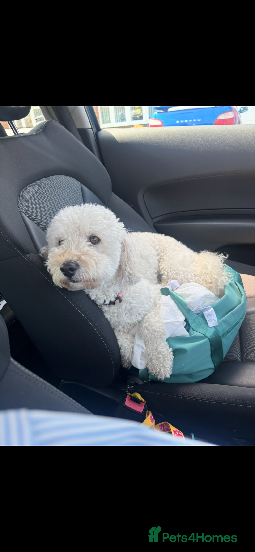 Mixed Breed dogs for sale: Rehoming Cavapoochon - Image 4