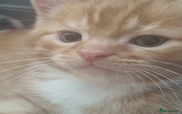 Mixed Breed cats for sale: 9 week old kittens 1 male 1 female - Image 7