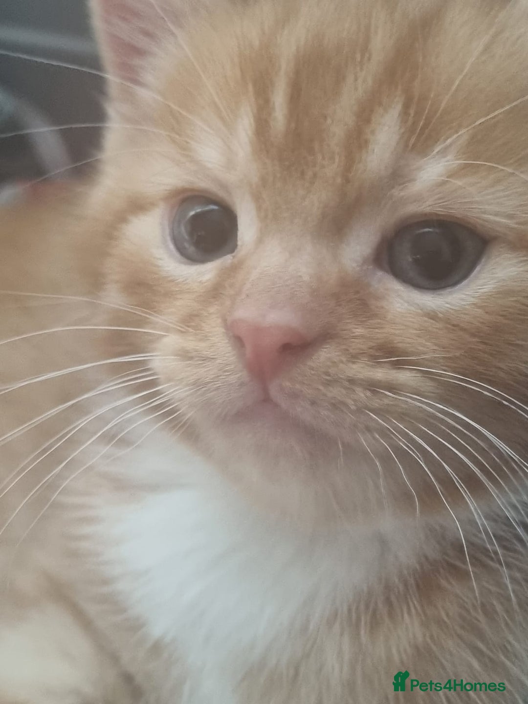 Mixed Breed cats for sale: 9 week old kittens 1 male 1 female - Image 7