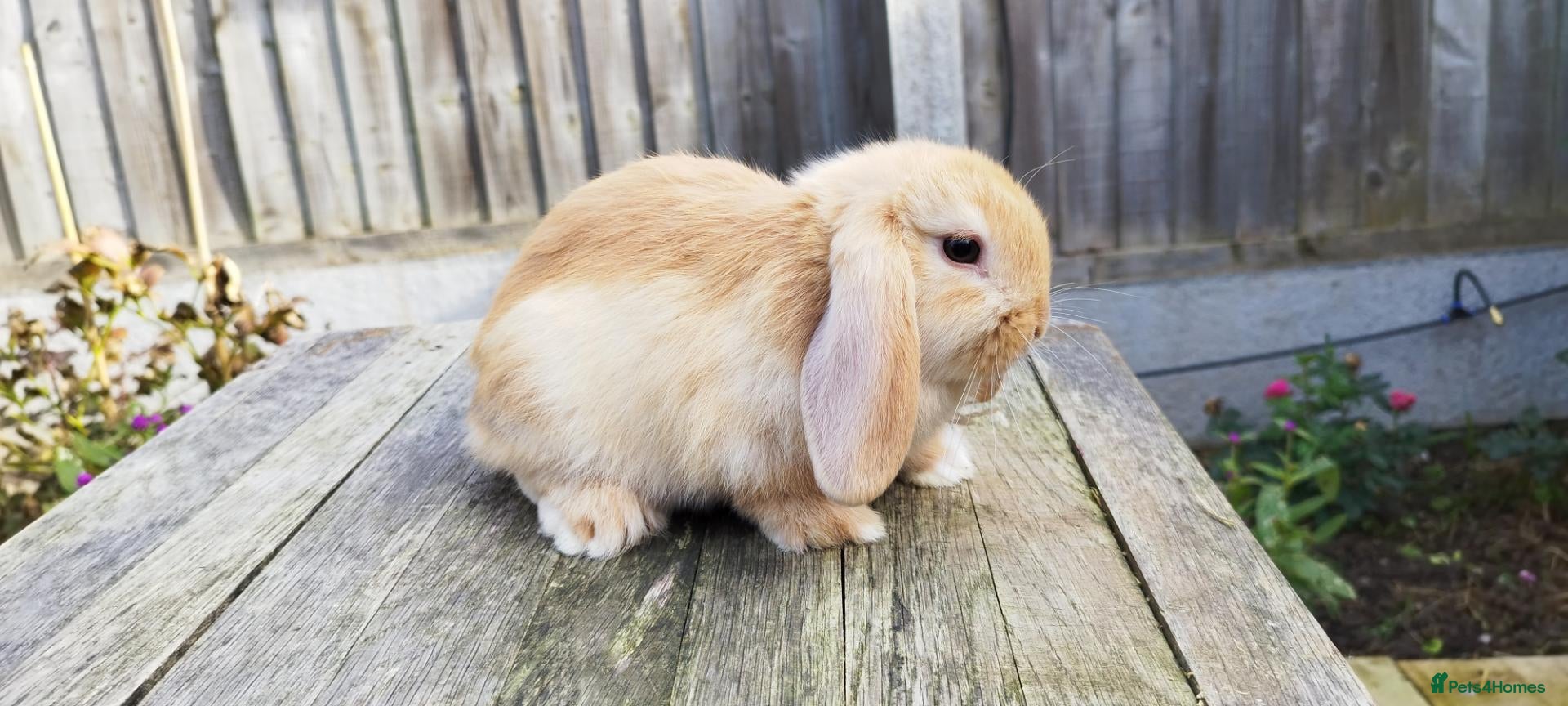 Mini Lop rabbits Minilop bunnies and Adult Female  - Advert 2