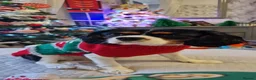 Cavalier King Charles Spaniel dogs for stud: Cavalier King Charles  in Rochdale - Advert 4