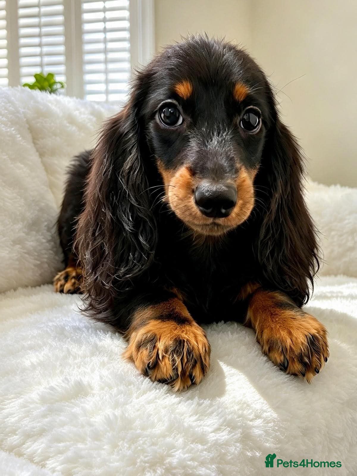Miniature Dachshund dogs Long haired Dachshund puppies ready! - Advert 1