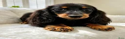 Miniature Dachshund dogs for sale: Long haired Dachshund puppies ready! - Advert 1