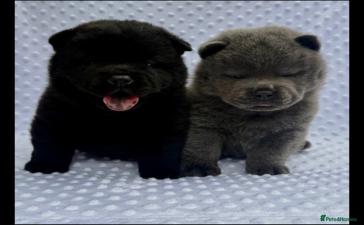 Chow Chow dogs - Advert 4