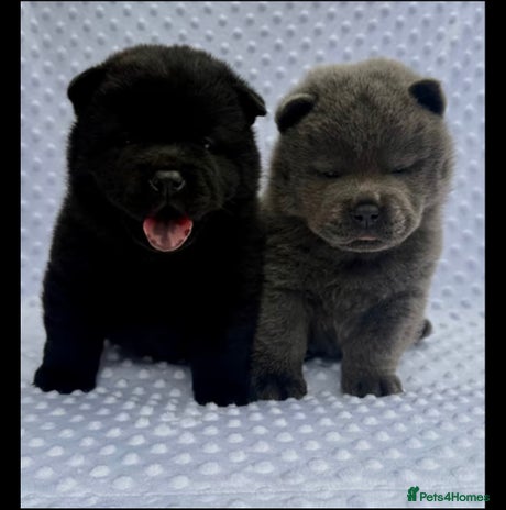 Chow Chow dogs - Advert 4