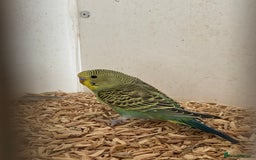 Budgerigars birds for sale: Baby budgies  - Image 4