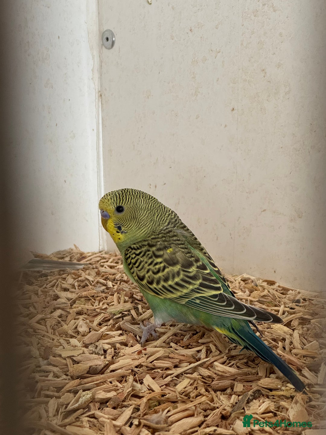 Budgerigars birds for sale: Baby budgies  - Image 4