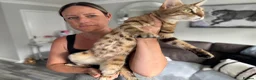 Bengal cats for sale: Bengal-cross kittens  - Advert 5