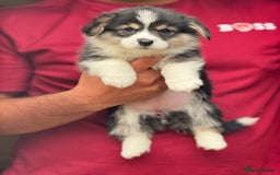 Welsh Corgi Pembroke dogs for sale:  Corgi Pembroke puppies available to loving homes - Image 3