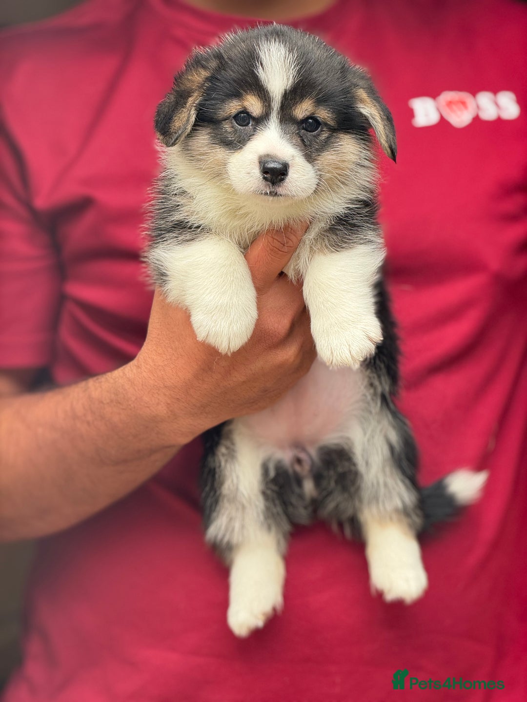 Welsh Corgi Pembroke dogs for sale:  Corgi Pembroke puppies available to loving homes - Image 3