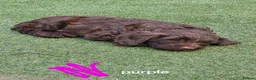 Cockapoo dogs for sale:  Absolutely stunning  F1b chocolate cockapoos  in Peterborough - Advert 20
