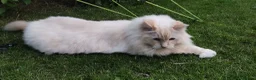 Ragdoll cats for sale: Ragdoll in need of a new home - Advert 29
