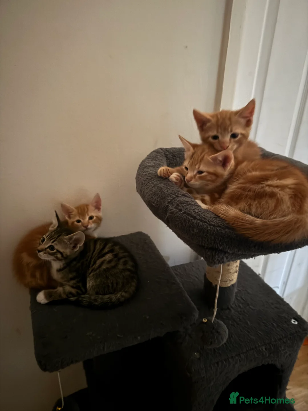 American Shorthair cats for sale: Beautiful Rare GingerKittens Alonghair X BSH cross - Advert 36