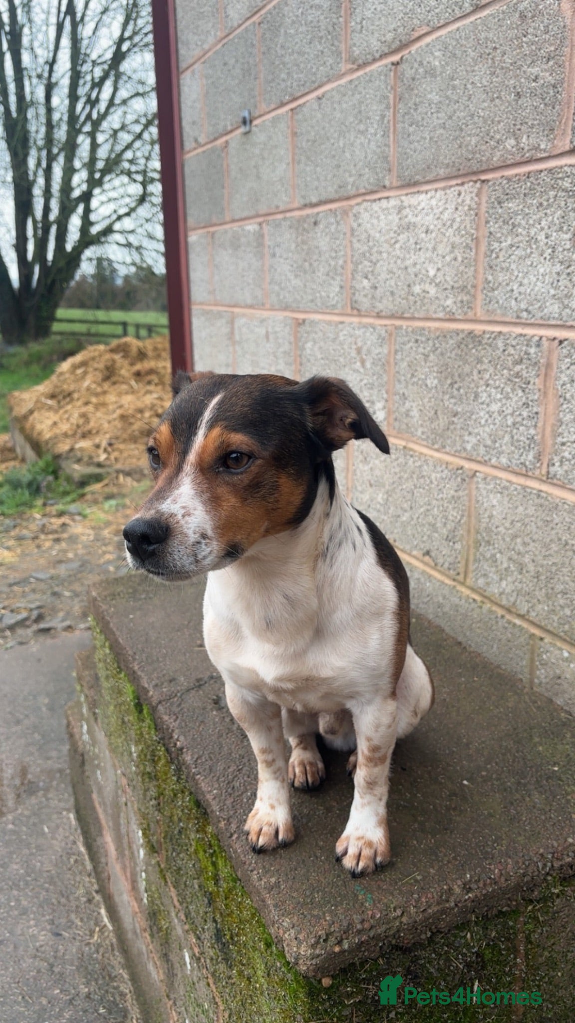 Jack Russell dogs Reggie  - Advert 4