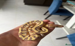 Python Snake reptiles for sale: Banana Mojave enchi het pied  - Image 4