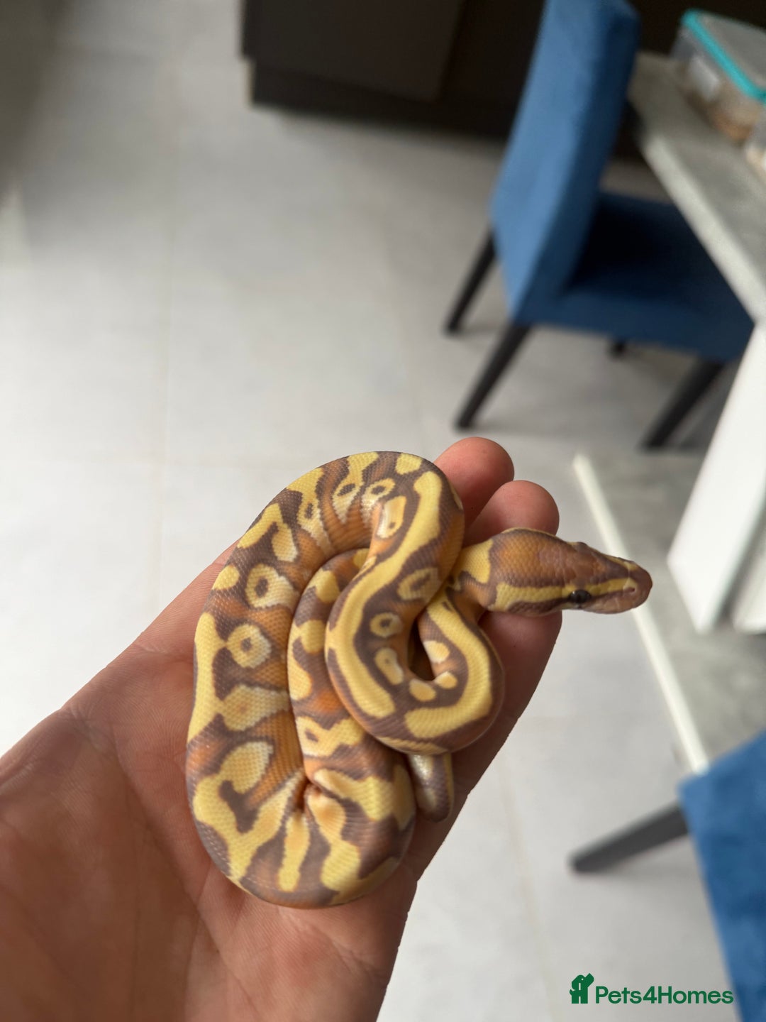 Python Snake reptiles for sale: Banana Mojave enchi het pied  - Image 4