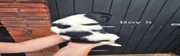 English Springer Spaniel dogs for sale: English Springer Spanel (KC Reg, Vet tail dock)  - Advert 12