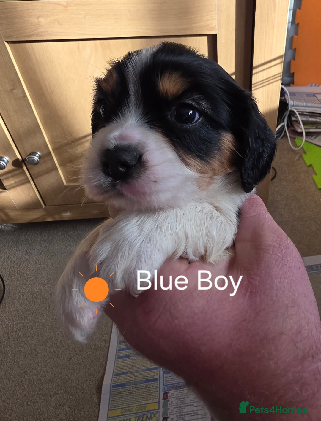 Cockalier dogs for sale: working cocker spaniel  - Image 23